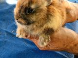 Hollanda draf rabist cüce tavşanlar safkan 