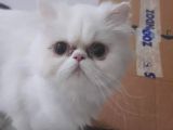 İran persiyan kedi yavru ve yetişkin 