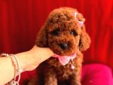 RED BROWN TOY POODLE BEBEKLER