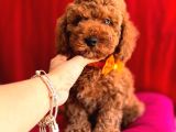 DARK BROWN TOY POODLE BEBEKLER
