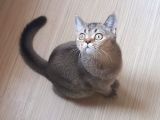 British Shorthair Black Golden Yavrularımız 