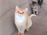 British Shorthair Red Golden Erkek Yavrular 