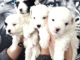 Süt beyaz terier yavruları 