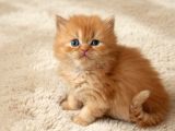 Show Kalite British Longhair Organik Portakallar 