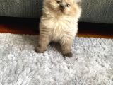 British longhair!!!