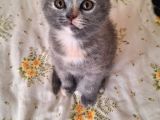 British Shorthair  Scottish Fold Yavruları Özel Renkler 