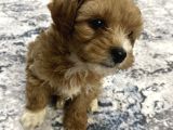 Maltipoo 