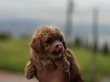 Poodle Maltipoo Yavrular