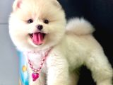 Safkan Pomeranian Boo Yavrularımız