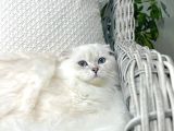 Özel Scottish Fold Longhair Erkek