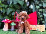 Safkan Toy Poodle Yavrularımız