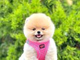 Safkan Pomeranian Boo Yavrularımız